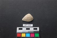 藏品(貝殼)的圖片