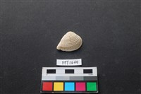 藏品(貝殼)的圖片