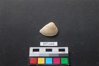 藏品(貝殼)的圖片