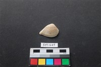 藏品(貝殼)的圖片