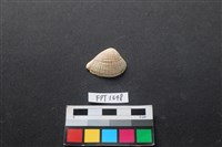 藏品(貝殼)的圖片