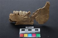 藏品(豬骨)的圖片