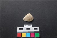 藏品(貝殼)的圖片