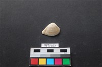 藏品(貝殼)的圖片