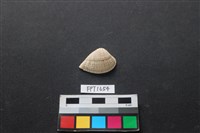 藏品(貝殼)的圖片