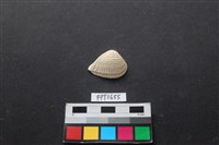 藏品(貝殼)的圖片