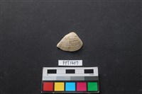 藏品(貝殼)的圖片