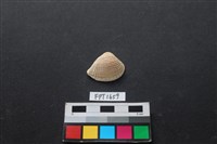 藏品(貝殼)的圖片