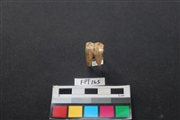 藏品(豬骨)的圖片