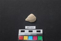 藏品(貝殼)的圖片