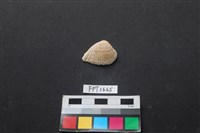 藏品(貝殼)的圖片