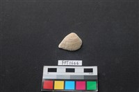 藏品(貝殼)的圖片