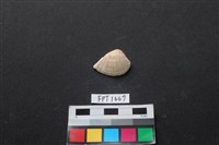 藏品(貝殼)的圖片