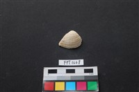 藏品(貝殼)的圖片