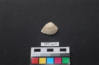 藏品(貝殼)的圖片