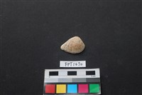 藏品(貝殼)的圖片