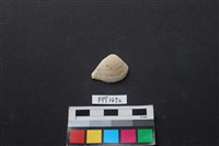 藏品(貝殼)的圖片