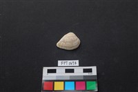 藏品(貝殼)的圖片