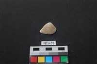 藏品(貝殼)的圖片