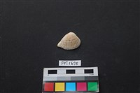 藏品(貝殼)的圖片