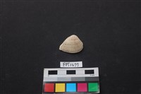 藏品(貝殼)的圖片