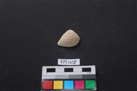 藏品(貝殼)的圖片