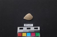 藏品(貝殼)的圖片