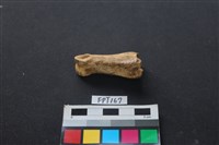 藏品(豬骨)的圖片