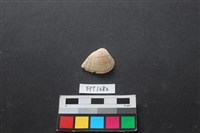 藏品(貝殼)的圖片