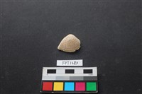 藏品(貝殼)的圖片