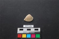 藏品(貝殼)的圖片