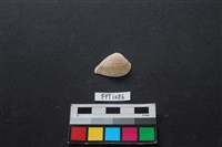 藏品(貝殼)的圖片