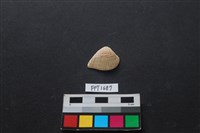 藏品(貝殼)的圖片