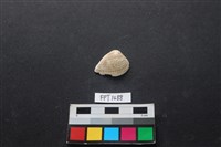 藏品(貝殼)的圖片