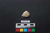 藏品(貝殼)的圖片