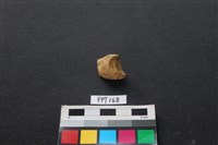 藏品(豬骨)的圖片