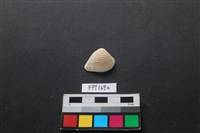 藏品(貝殼)的圖片