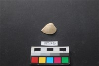 藏品(貝殼)的圖片