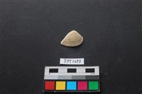 藏品(貝殼)的圖片