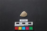 藏品(貝殼)的圖片