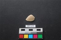 藏品(貝殼)的圖片