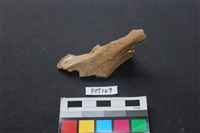 藏品(鹿骨)的圖片