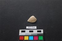 藏品(貝殼)的圖片