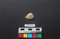 藏品(貝殼)的圖片