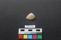 藏品(貝殼)的圖片