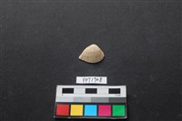 藏品(貝殼)的圖片