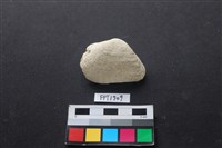 藏品(貝殼)的圖片