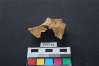 藏品(鹿骨)的圖片