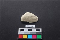 藏品(貝殼)的圖片