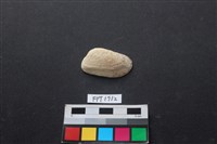 藏品(貝殼)的圖片